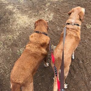 Meet your Posher, Wendy